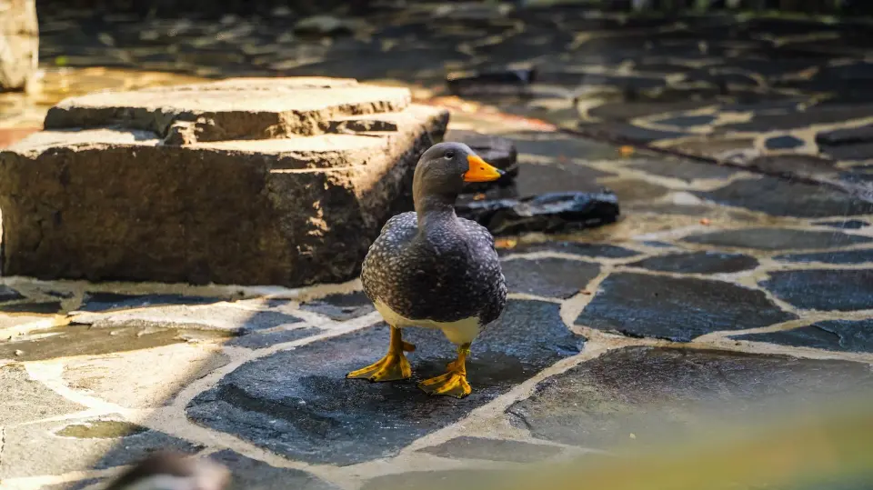 Pražská paroplavba kmotrem kachyní parníkových — fotografie 46