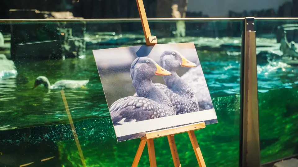 Pražská paroplavba kmotrem kachyní parníkových — fotografie 2