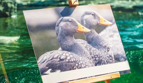 Die Prager Dampfschifffahrt als Patin der Dampfschiffenten